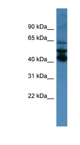 SEPT1 / Septin 1 antibody LS-C135654 Western blot of NCI-H226 cell lysate.