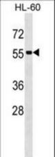 SEPT1 Antibody western blot of HL-60 cell line lysates (35 ug/lane). The SEPT1 antibody detected the SEPT1 protein (arrow).