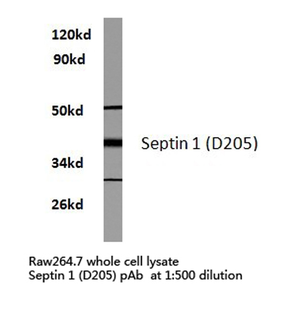 Western blot of Septin 1 (D205) pAb in extracts from raw264.7 cells.