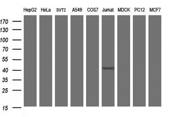 Western blot of extracts (35ug) from 9 different cell lines by using anti-SEPT1 monoclonal antibody (HepG2: human; HeLa: human; SVT2: mouse; A549: human; COS7: monkey; Jurkat: human; MDCK: canine; PC12: rat; MCF7: human).
