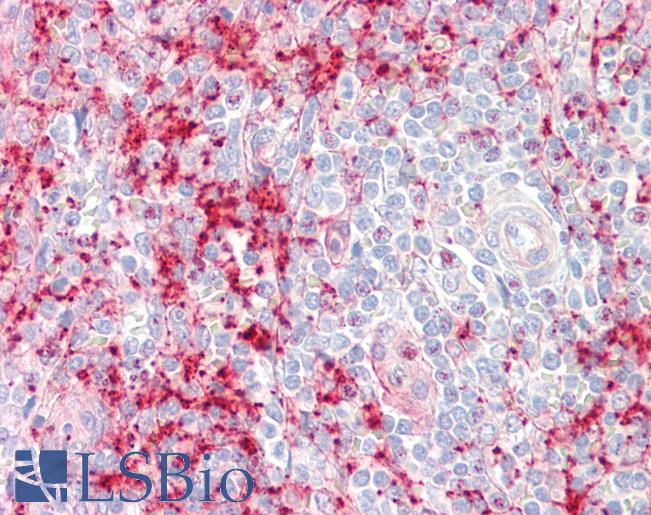 Anti-SEPT1 / Septin 1 antibody IHC staining of human spleen. Immunohistochemistry of formalin-fixed, paraffin-embedded tissue after heat-induced antigen retrieval.