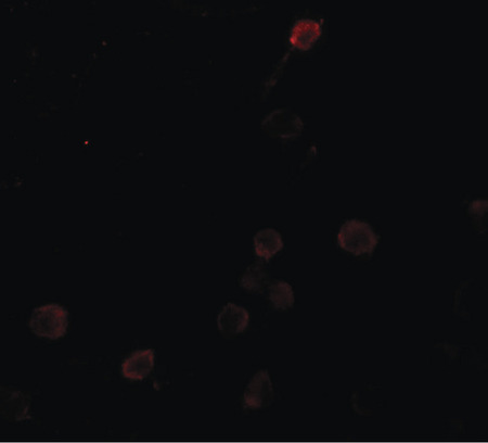 Immunofluorescence of SEPT1 in Raji cells with SEPT1 antibody at 20 ug/ml.