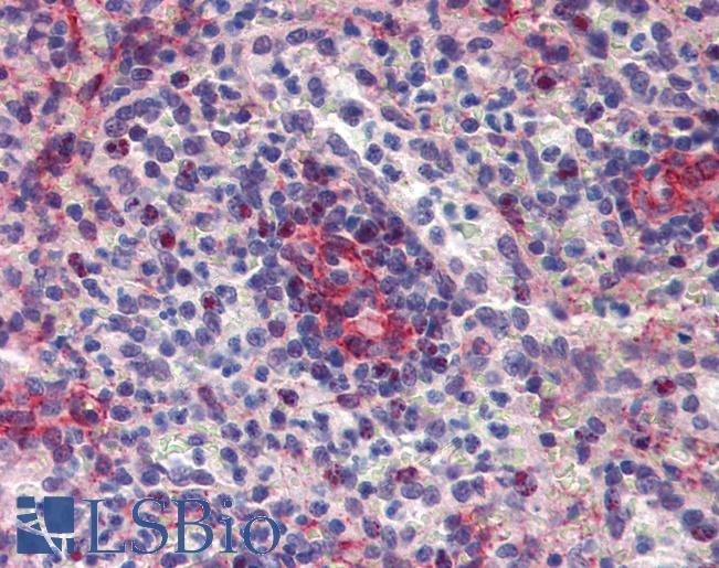 Anti-SEPT11 / Septin 11 antibody IHC of human spleen. Immunohistochemistry of formalin-fixed, paraffin-embedded tissue after heat-induced antigen retrieval. Antibody LS-B4024 concentration 5 ug/ml.