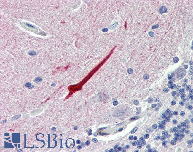 Anti-SEPT11 / Septin 11 antibody IHC of human brain, cerebellum. Immunohistochemistry of formalin-fixed, paraffin-embedded tissue after heat-induced antigen retrieval. Antibody LS-B4024 concentration 5 ug/ml.