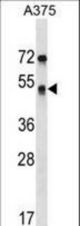 SEPT11 Antibody western blot of A375 cell line lysates (35 ug/lane). The SEPT11 antibody detected the SEPT11 protein (arrow).
