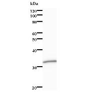 Western blot analysis of immunized recombinant protein, using anti-SEPT11 monoclonal antibody.