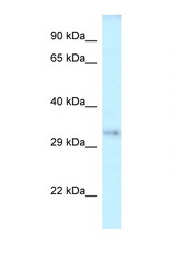 SEPT12 / Septin 12 antibody LS-C145705 Western blot of Mouse Liver lysate. Antibody concentration 1 ug/ml.
