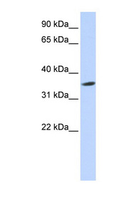 SEPT12 / Septin 12 antibody LS-C102452 Western blot of 721_B cell lysate.
