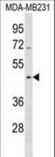 SEPT12 Antibody western blot of MDA-MB231 cell line lysates (35 ug/lane). The SEPT12 antibody detected the SEPT12 protein (arrow).