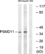 Western blot of extracts from 293/HepG2 cells, using PSMD11 Antibody. The lane on the right is treated with the synthesized peptide.