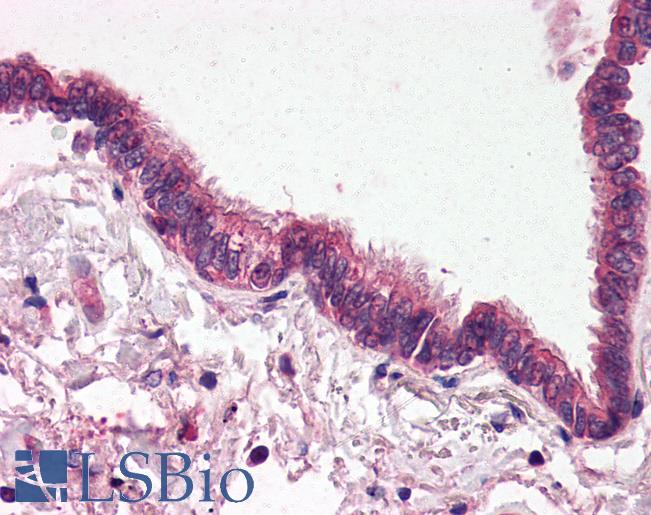 Anti-SEPT4 / Septin 4 antibody IHC of human lung, respiratory epithelium. Immunohistochemistry of formalin-fixed, paraffin-embedded tissue after heat-induced antigen retrieval. Antibody LS-B549 concentration 5 ug/ml.