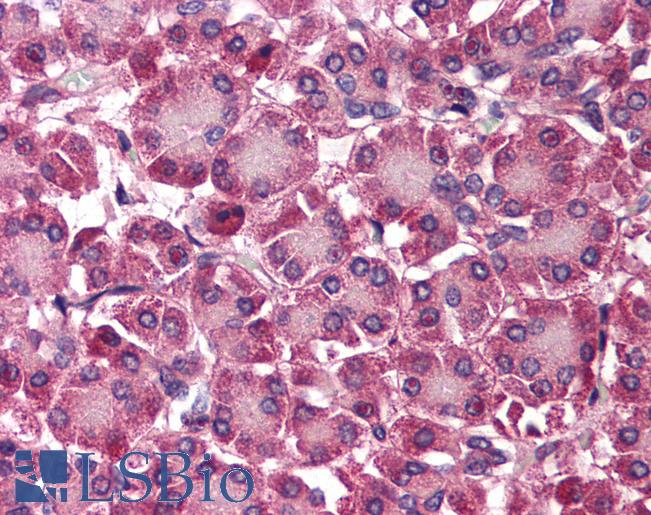 Anti-SEPT4 / Septin 4 antibody IHC of human pancreas. Immunohistochemistry of formalin-fixed, paraffin-embedded tissue after heat-induced antigen retrieval. Antibody LS-B549 concentration 5 ug/ml.