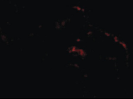 Immunofluorescence of ARTS in Human Lung cells with ARTS antibody at 20 ug/ml.
