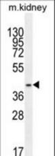 PSMD11 Antibody western blot of mouse kidney tissue lysates (35 ug/lane). The PSMD11 antibody detected the PSMD11 protein (arrow).