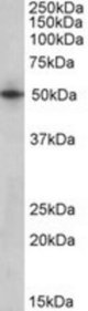 SEPT4 antibody (1 ug/ml) staining of Human Heart lysate (35 ug protein/ml in RIPA buffer). Primary incubation was 1 hour. Detected by chemiluminescence.