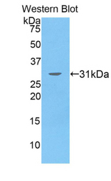 Western blot of recombinant SEPT5 / Septin 5.