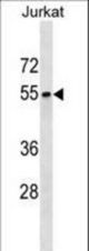 SEPT6 Antibody western blot of Jurkat cell line lysates (35 ug/lane). The SEPT6 antibody detected the SEPT6 protein (arrow).