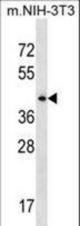 SEPT6 Antibody western blot of mouse NIH-3T3 cell line lysates (35 ug/lane). The SEPT6 antibody detected the SEPT6 protein (arrow).