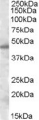 Antibody (0.5 ug/ml) staining of nuclear HeLa lysate (35 ug protein in RIPA buffer). Primary incubation was 1 hour. Detected by chemiluminescence