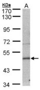 Sample (30 ug of whole cell lysate). A: MOLT4 . 7.5% SDS PAGE. Septin 7 / SEPT7 antibody diluted at 1:500