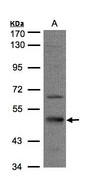 Sample (30 ug of whole cell lysate). A: HeLa S3. 7.5% SDS PAGE. Septin 7 / SEPT7 antibody diluted at 1:1000
