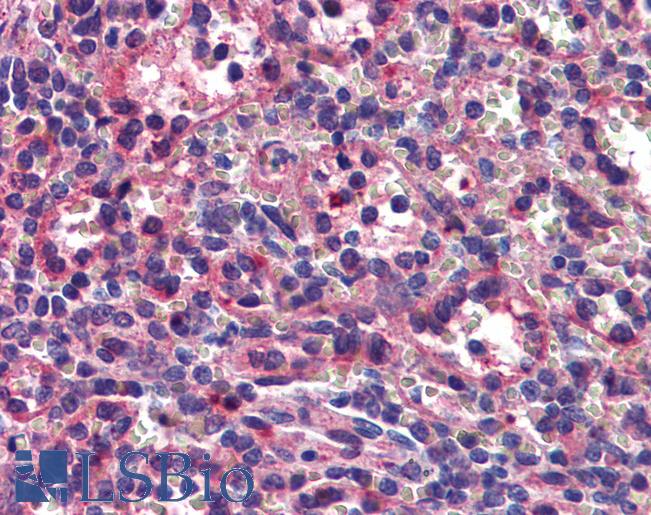 Anti-SEPT8 / Septin 8 antibody IHC of human spleen. Immunohistochemistry of formalin-fixed, paraffin-embedded tissue after heat-induced antigen retrieval. Antibody LS-B6217 concentration 3 ug/ml.