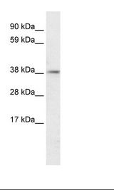 Fetal Brain Lysate