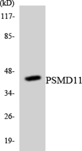 Western blot of the lysates from RAW264.7cells using PSMD11 antibody.