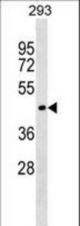 SERINC1 Antibody western blot of 293 cell line lysates (35 ug/lane). The SERINC1 antibody detected the SERINC1 protein (arrow).