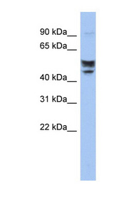 SERINC2 antibody LS-C111706 Western blot of Jurkat lysate.