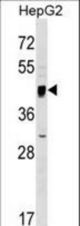 SERINC2 Antibody western blot of HepG2 cell line lysates (35 ug/lane). The SERINC2 antibody detected the SERINC2 protein (arrow).
