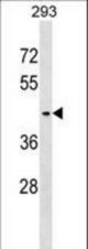 SERINC3 Antibody western blot of 293 cell line lysates (35 ug/lane). The SERINC3 antibody detected the SERINC3 protein (arrow).