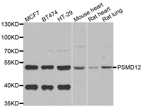 Western blot analysis of extracts of various cell lines, using PSMD12 antibody.
