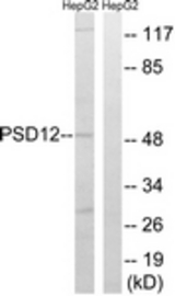 Western blot of extracts from HepG2 cells, using PSMD12 Antibody. The lane on the right is treated with the synthesized peptide.