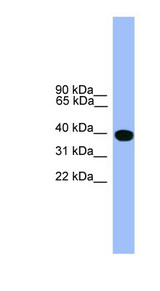 SERPINA1 / Alpha-1-Antitrypsin antibody LS-C116930 Western blot of Jurkat lysate.