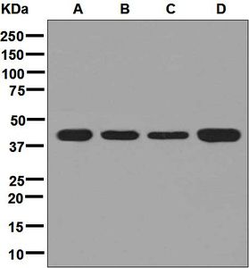 Western blot analysis on (A) Y79, (B) HeLa, (C) HepG2, and (D) Jurkat cell lysates using anti-PSMD13 antibody.