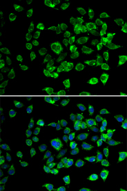 Immunofluorescence blot of U20S cell using PSMD13 antibody. Blue: DAPI for nuclear staining.