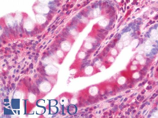Anti-SERPINA10 / PZI antibody IHC staining of human small intestine. Immunohistochemistry of formalin-fixed, paraffin-embedded tissue after heat-induced antigen retrieval.