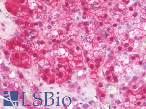 Anti-SERPINA10 / PZI antibody IHC staining of human adrenal. Immunohistochemistry of formalin-fixed, paraffin-embedded tissue after heat-induced antigen retrieval. Antibody LS-B10792 concentration 7.5 ug/ml.