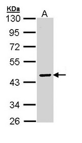 Sample (30 ug of whole cell lysate). A: Molt-4 . 10% SDS PAGE. PZI / SERPINA10 antibody diluted at 1:3000