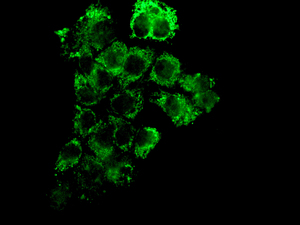 Immunofluorescent staining of HepG2 cells using anti-PSMD13 antibody.