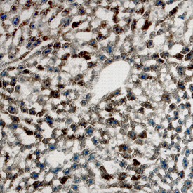 Serpin A6 in Mouse Liver. Serpin A6 was detected in perfusion fixed frozen sections of mouse liver using Goat Anti-Mouse Serpin A6 Antigen Affinity-purified Polyclonal Antibody at 15 ug/ml overnight at 4°C. Tissue was stained using Anti-Goat HRP-DAB (brown) and counterstained with hematoxylin (blue). Specific labeling was localized to the cytoplasm of hepatocytes.