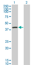 Western Blot analysis of SERPINA6 expression in transfected 293T cell line by SERPINA6 monoclonal antibody (M01), clone 1F11.Lane 1: SERPINA6 transfected lysate(45.141 KDa).Lane 2: Non-transfected lysate.