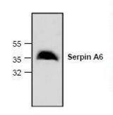 Western blot of CBG / SERPINA6 antibody LS-C147029.