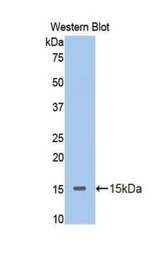Western blot of recombinant SERPINA6 / CBG.