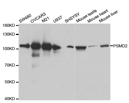Western blot analysis of extracts of various cell lines, using PSMD2 antibody.