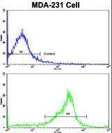 Flow cytometric of MDA-231 cells using SERPINA9 Antibody (bottom histogram) compared to a negative control cell (top histogram). FITC-conjugated goat-anti-rabbit secondary antibodies were used for the analysis.
