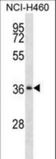 SERPINB1 Antibody western blot of NCI-H460 cell line lysates (35 ug/lane). The SERPINB1 antibody detected the SERPINB1 protein (arrow).