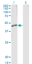 Western Blot analysis of SERPINB1 expression in transfected 293T cell line by SERPINB1 monoclonal antibody (M01), clone 4A7.Lane 1: SERPINB1 transfected lysate(42.7 KDa).Lane 2: Non-transfected lysate.