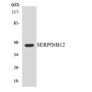 Western blot of the lysates from HeLa cells using SERPINB12 antibody.
